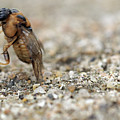 Ant at work